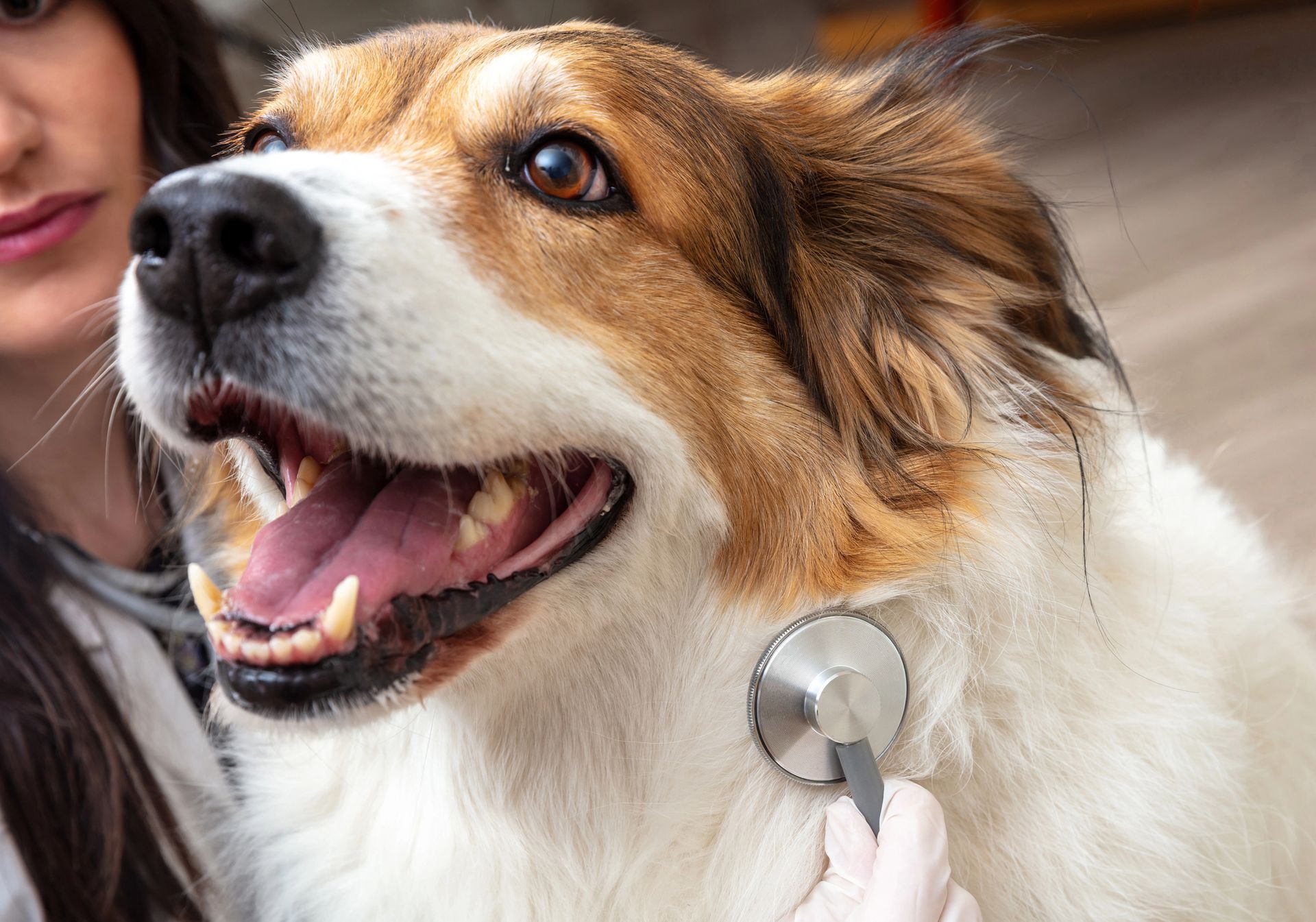 Cane esaminato da una persona con uno stetoscopio. Il cane ha il pelo marrone e bianco e sorride.