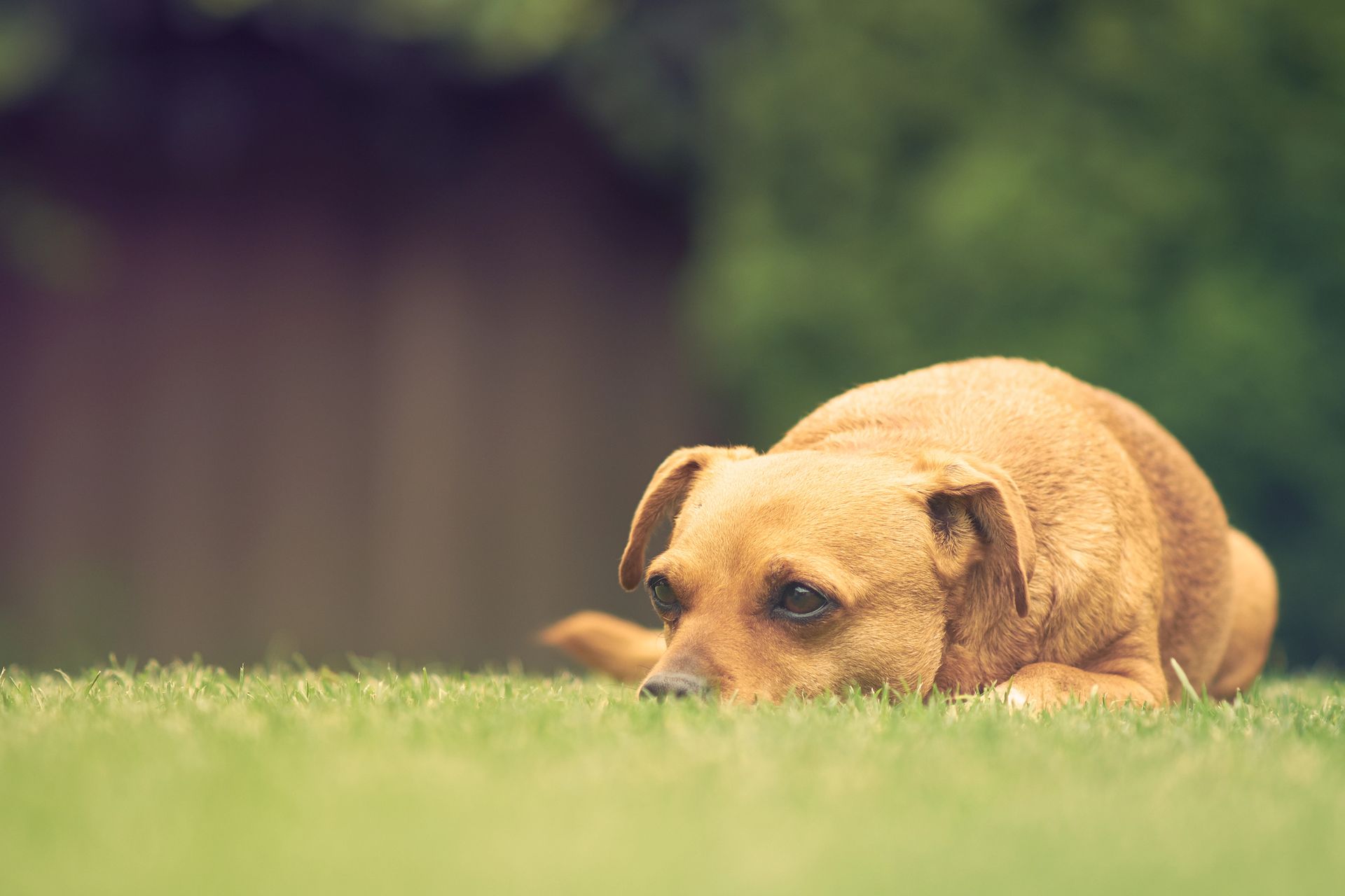 Cane marrone che riposa sull'erba verde, guarda verso il basso con un'espressione dolce.