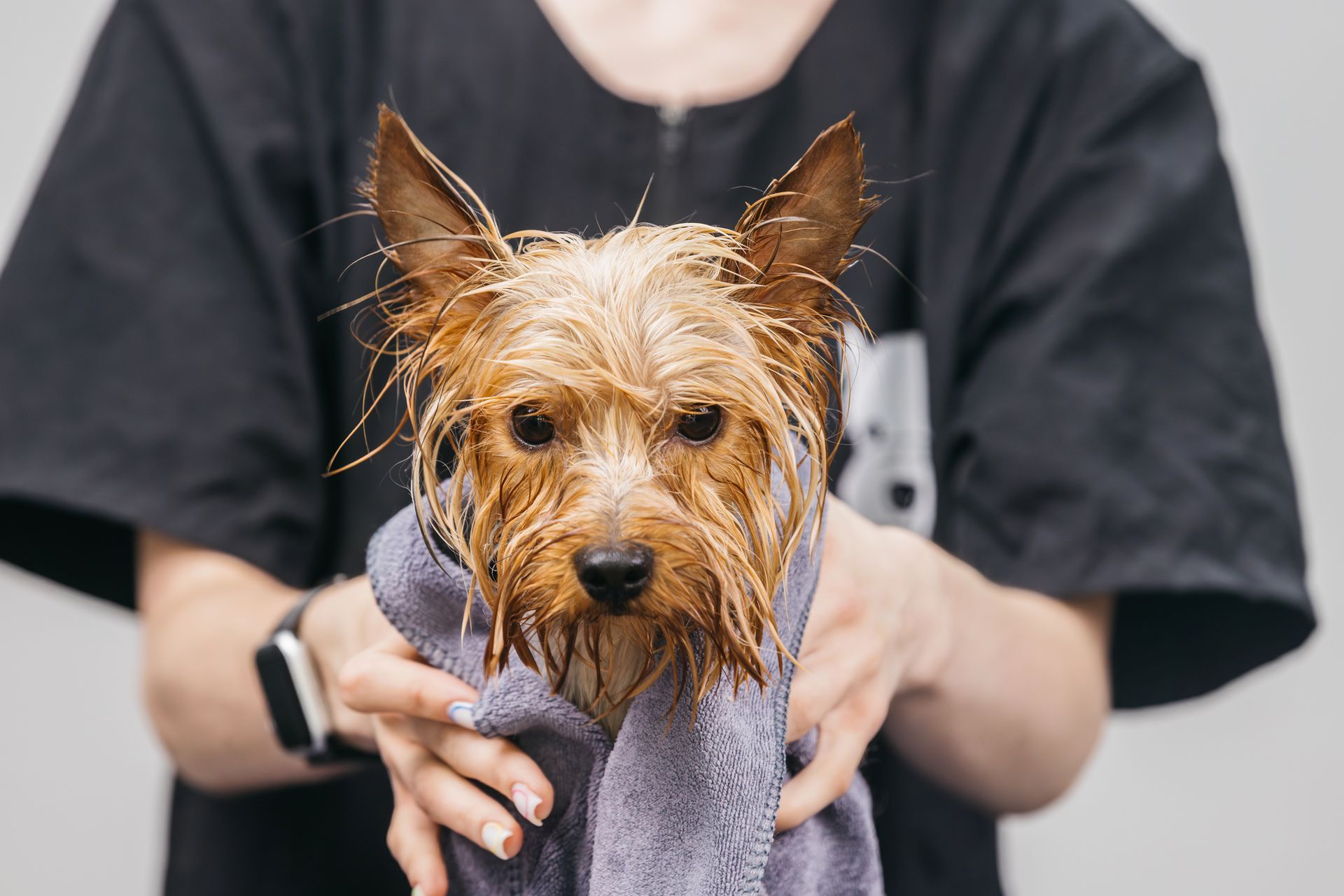 Cane Yorkshire Terrier bagnato avvolto in un asciugamano viola tenuto da una persona.