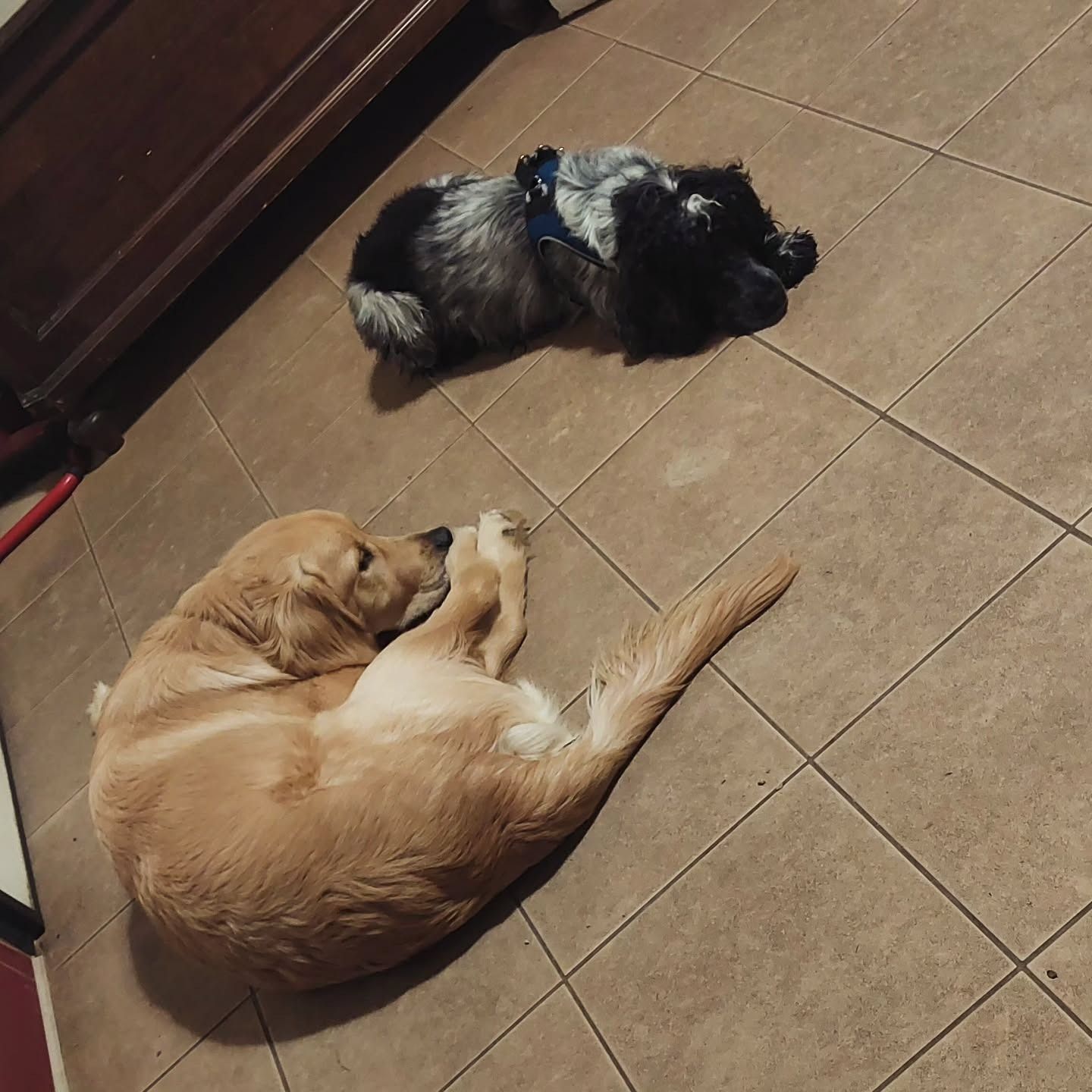 Due cani riposano sul pavimento piastrellato: un Golden Retriever rannicchiato, un cane blu merle sdraiato.