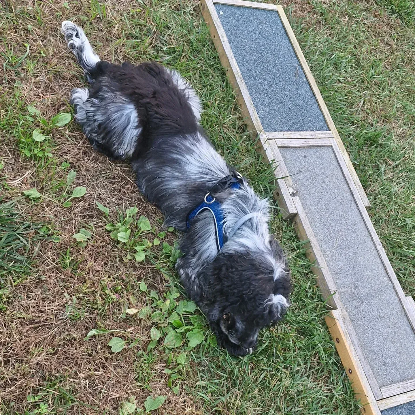 Cane sdraiato sull'erba vicino a due piccole rampe di agilità.