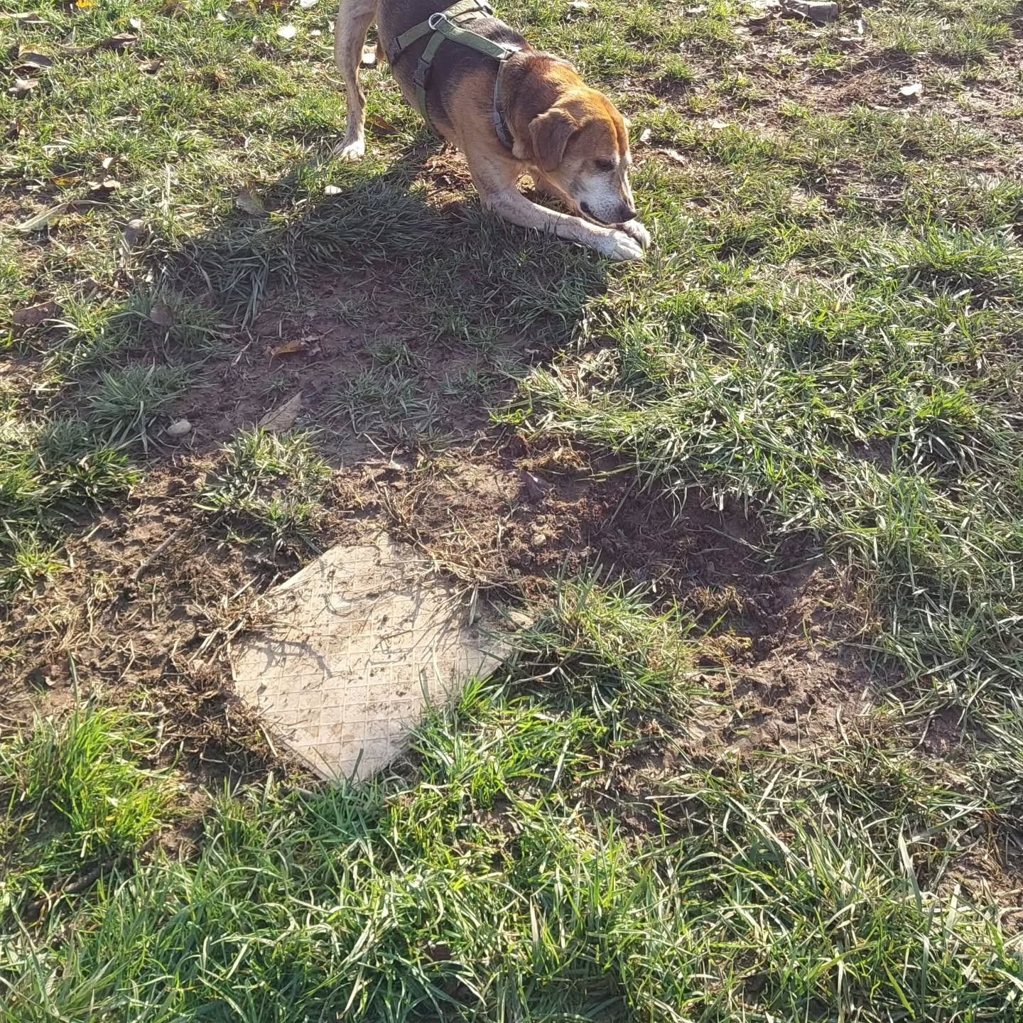 Cane in un campo erboso verde, concentrato su qualcosa in una zona fangosa.
