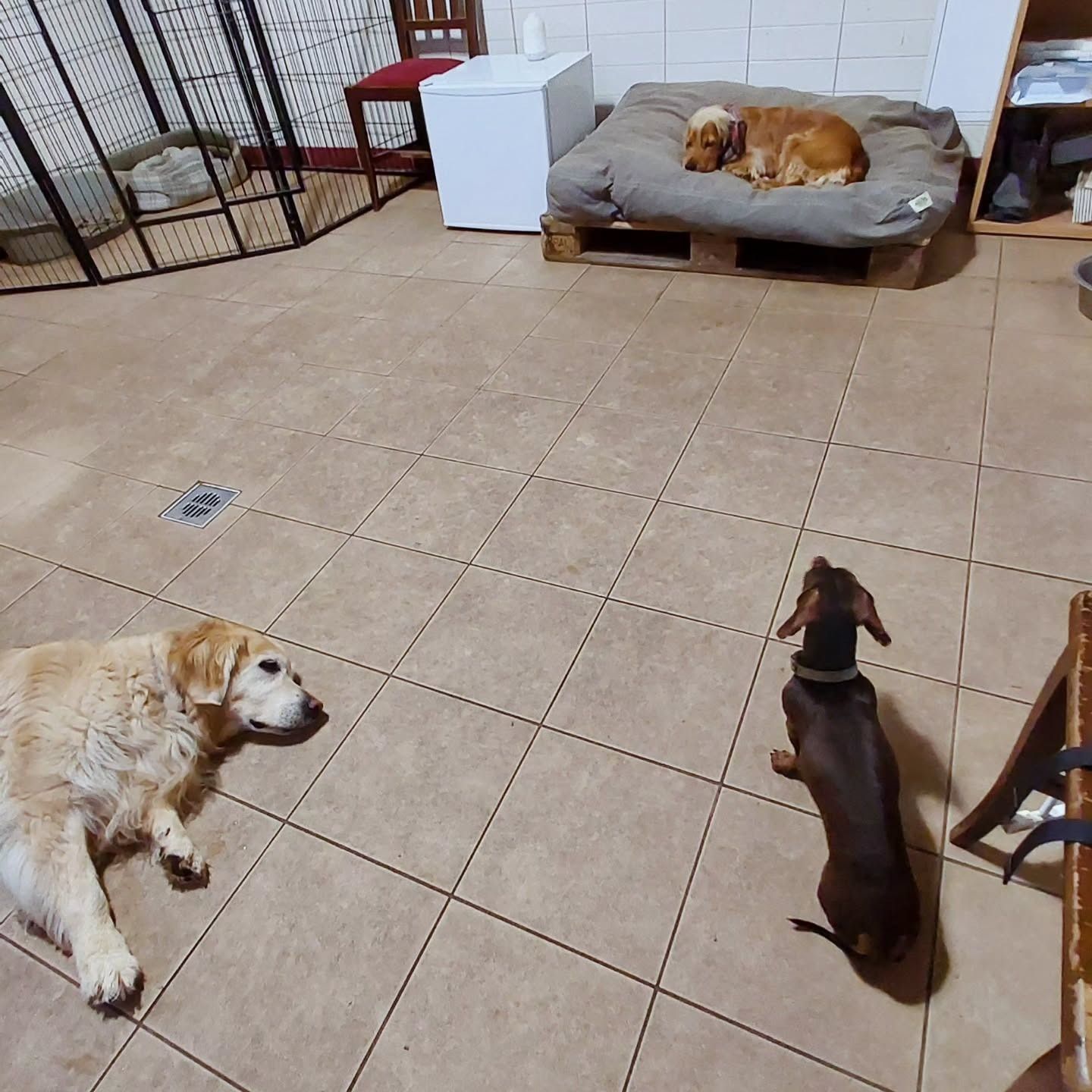 Tre cani: un golden retriever, un bassotto e un altro che riposano su una cuccia. Sono tutti in casa, su piastrelle.