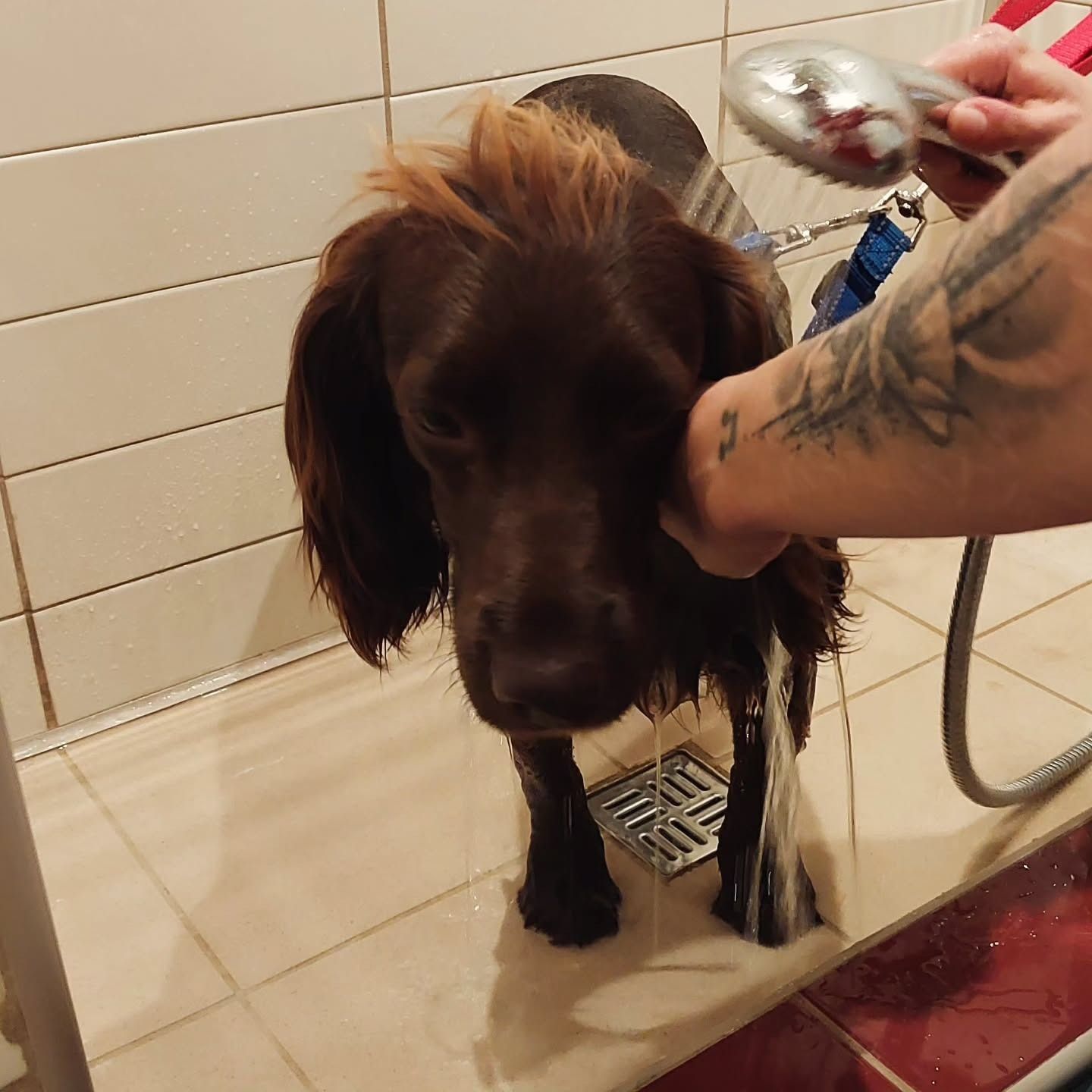 Cane che si fa la doccia. Cane marrone con il pelo bagnato, che viene risciacquato da una mano tatuata. Ambiente bagno.