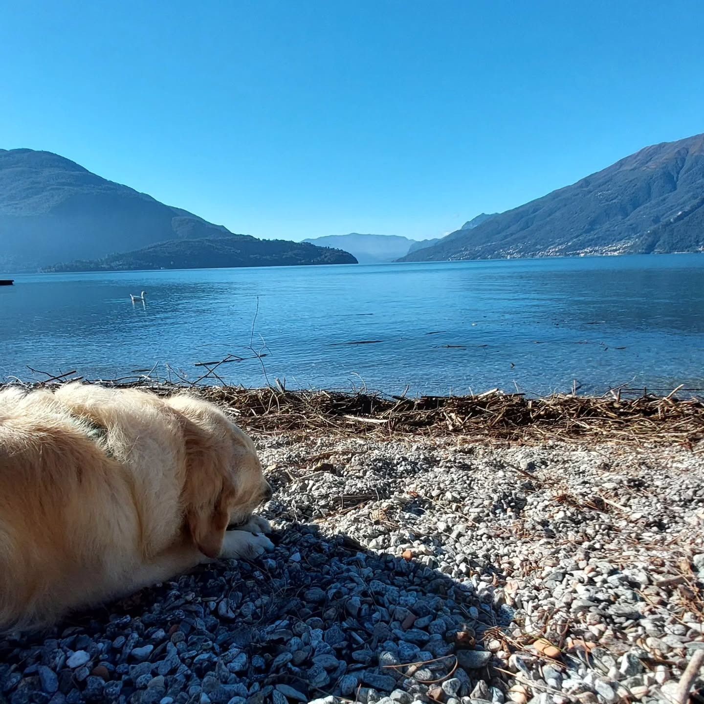 Un golden retriever riposa su una riva rocciosa, con lo sguardo rivolto verso un lago blu e le montagne sotto un cielo limpido.