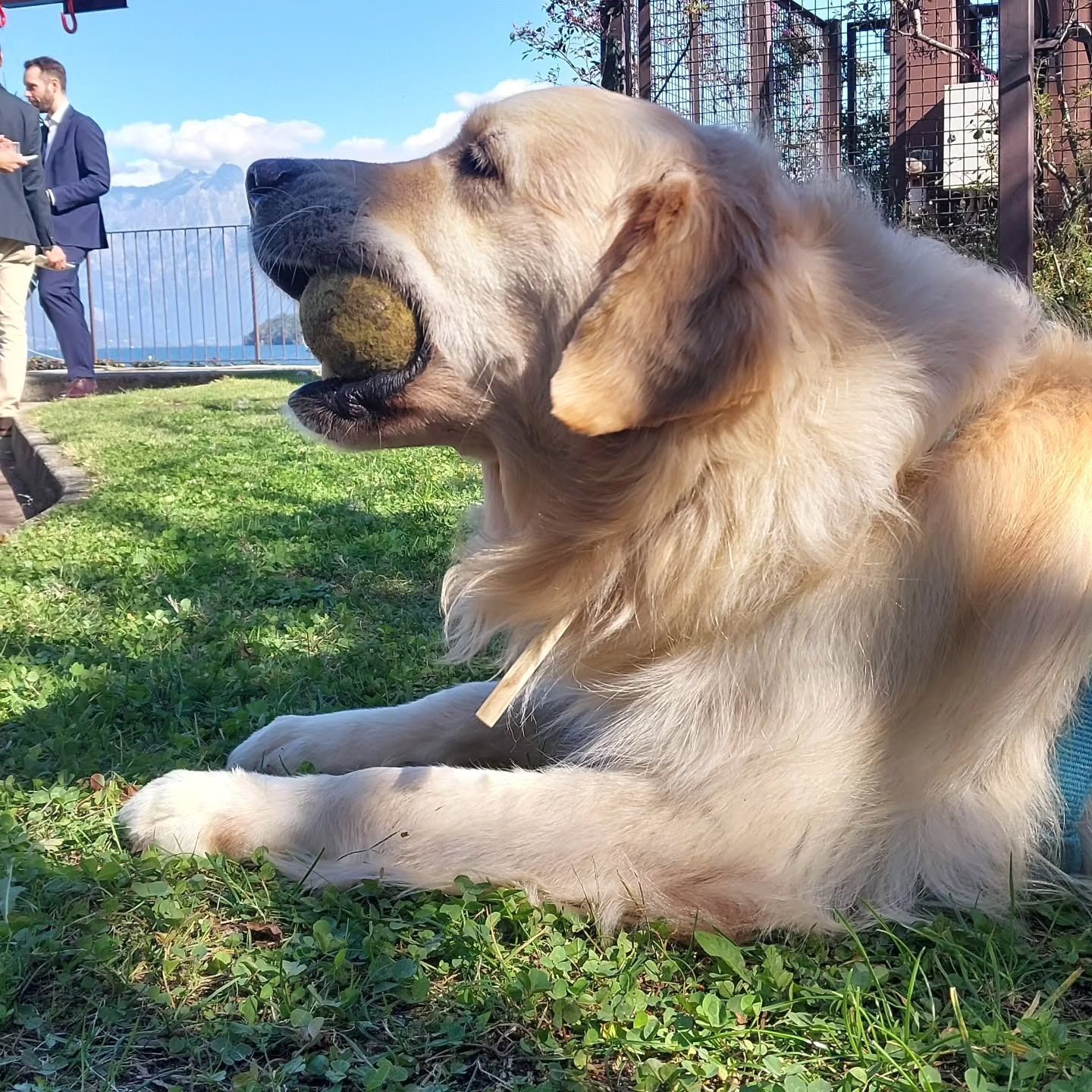 Golden retriever con la palla in bocca, sdraiato sull'erba, in un ambiente soleggiato all'aperto.