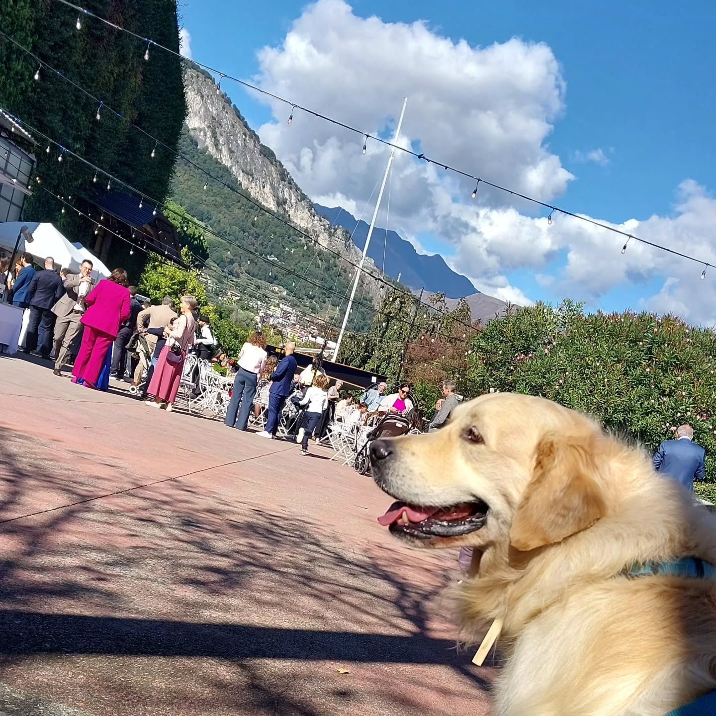 Cane Golden Retriever all'aperto, rivolto verso destra, con persone e montagne sullo sfondo. Giornata di sole.