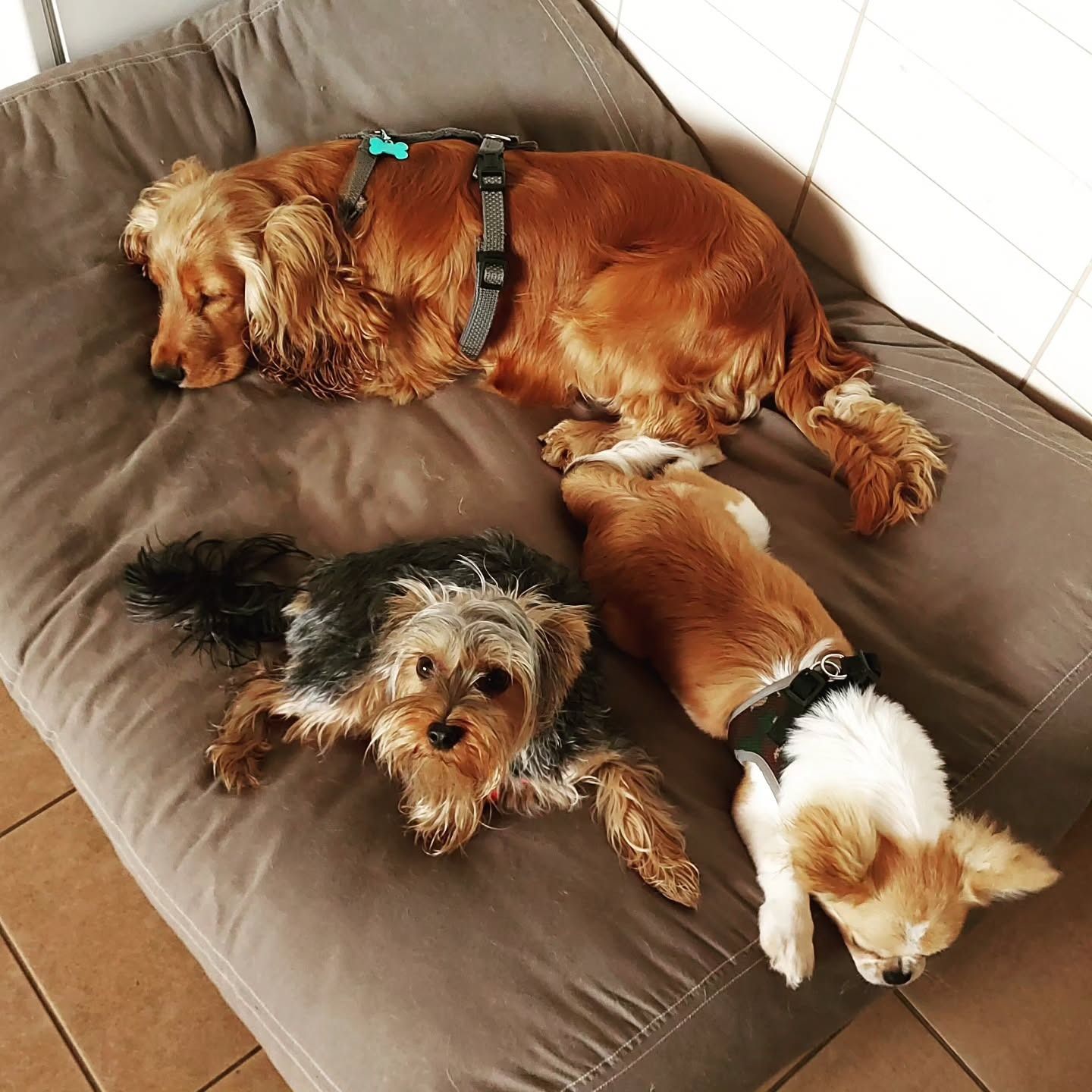 Tre cani riposano su una cuccia grigia: un Cocker Spaniel marrone, uno Yorkshire terrier e un piccolo cane color cuoio e bianco.