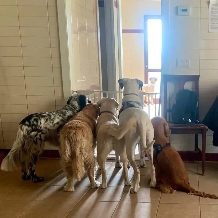 Cinque cani che guardano fuori da una porta. Sono di vari colori e razze, in un ambiente interno con una sedia.