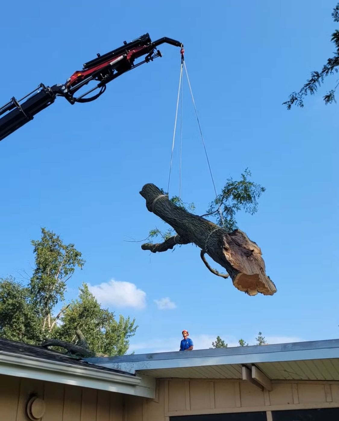 Tree Removal In Kane County