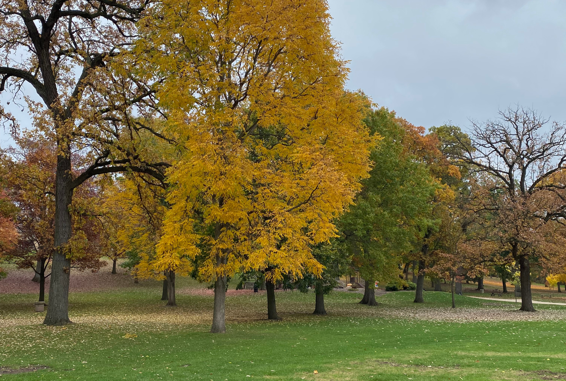 Tree Risk Assessments in Kane County