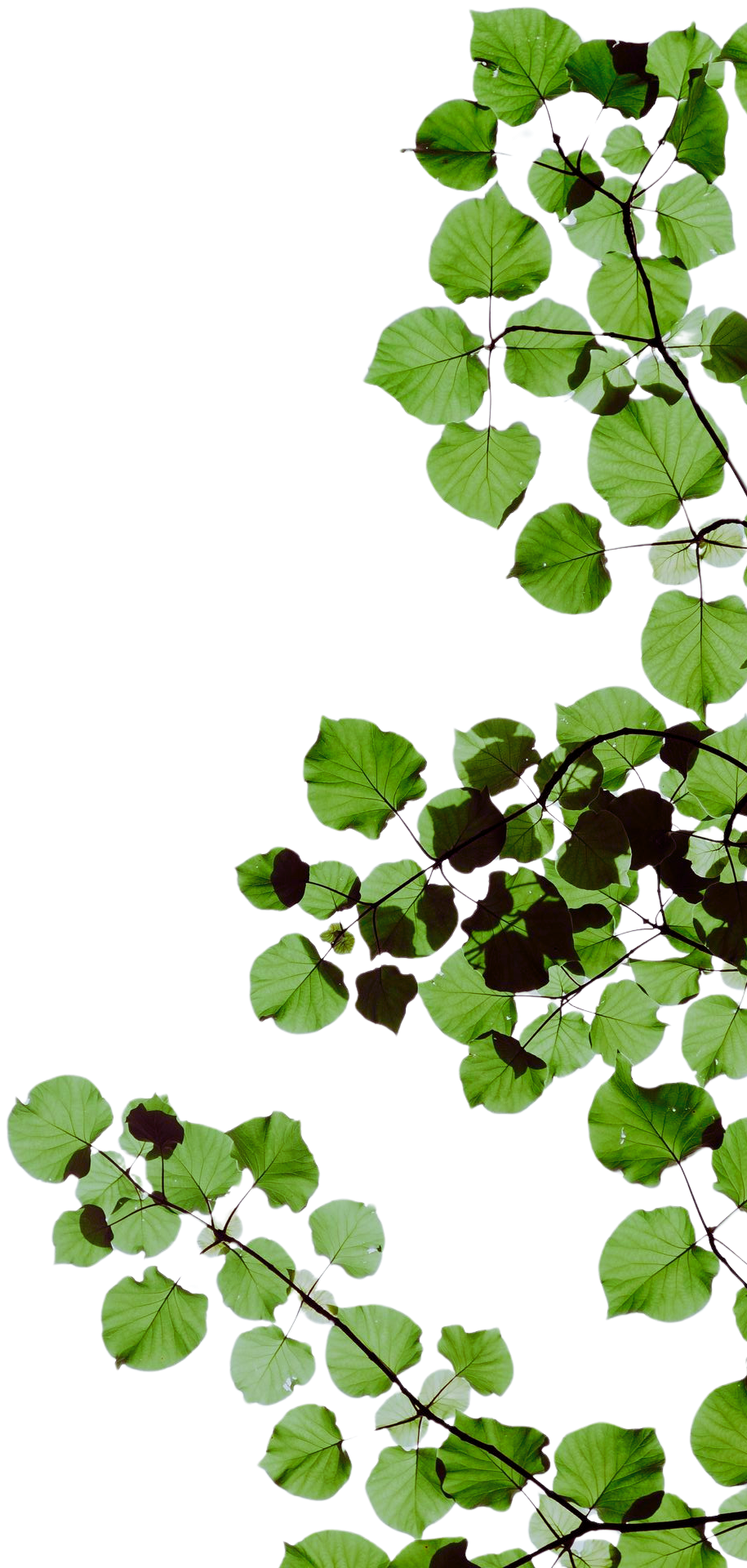 A tree branch with green leaves on a white background.
