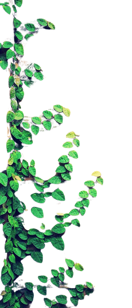 A plant with green leaves is growing on a white background.