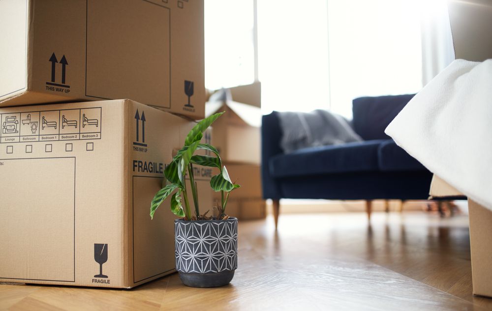 Moving boxes stacked, a potted plant, and a sofa in a bright room — Nelson Bay Self Storage in Salamander Bay, NSW