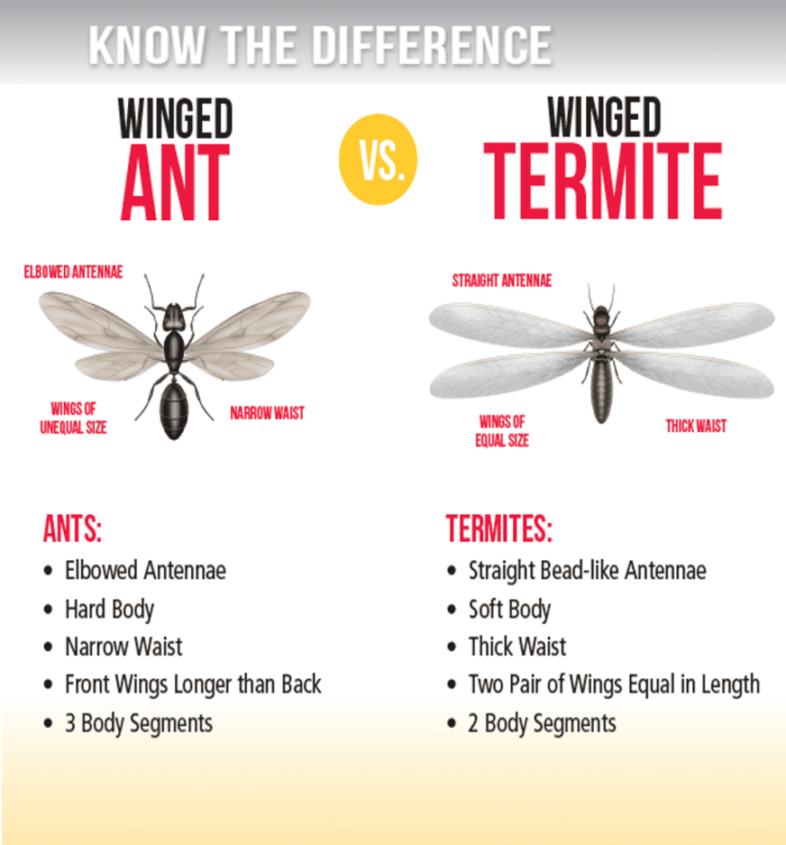Winged Ant & Termite Diagram  — Allied Pest Management Tregeagle, NSW