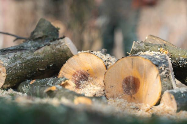 Cut logs with sawdust, close up.