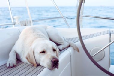 A yellow Labrador retriever lies calmly on a boat now that he has been trained by Beacon Bay Dog Training.