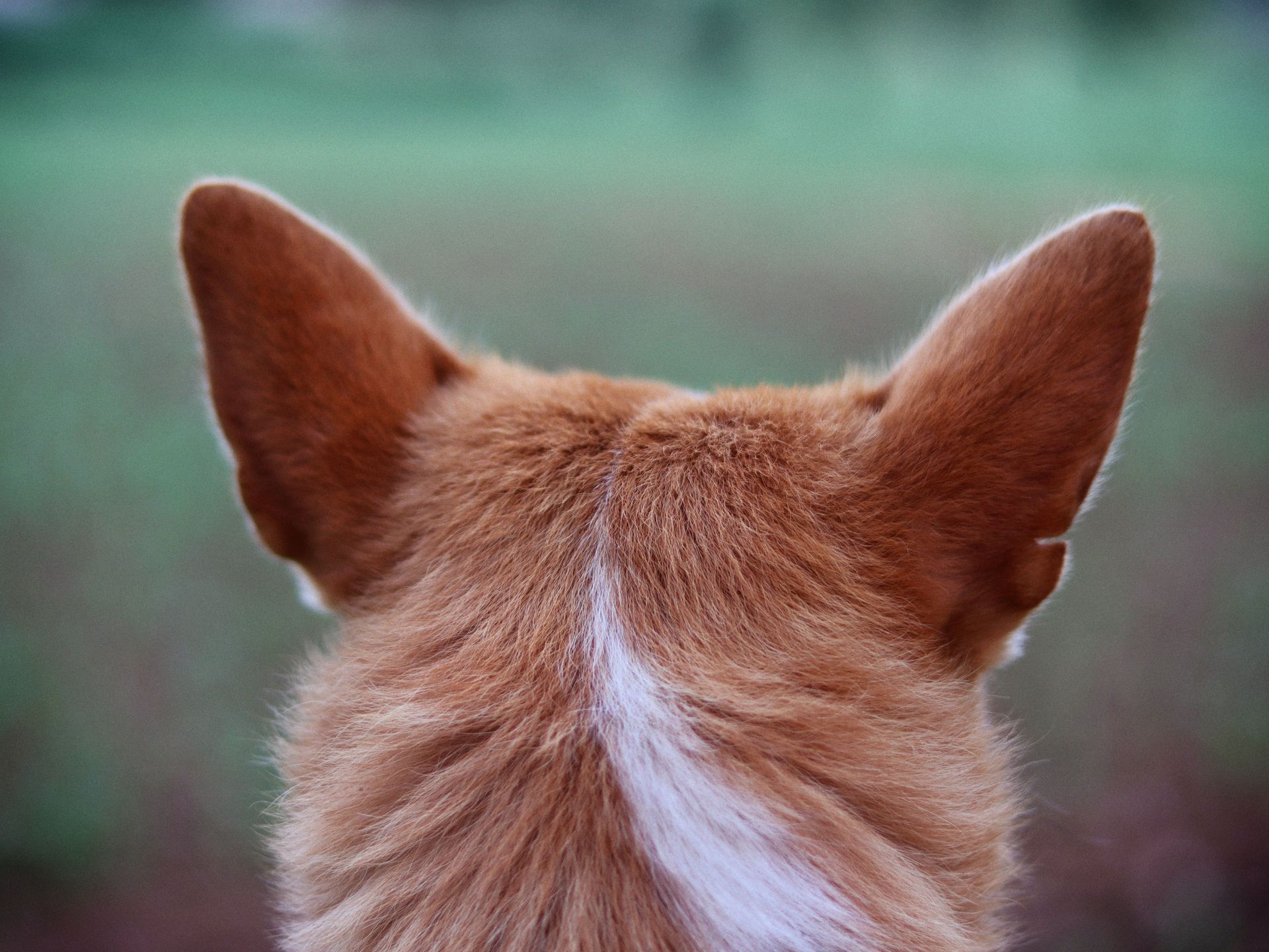 Perky Corgi Ears.