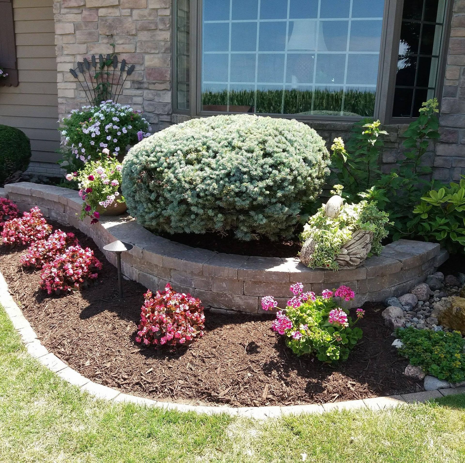 Front yard flower bed with pink and white blooms, a trimmed shrub, and brick house windows behind it