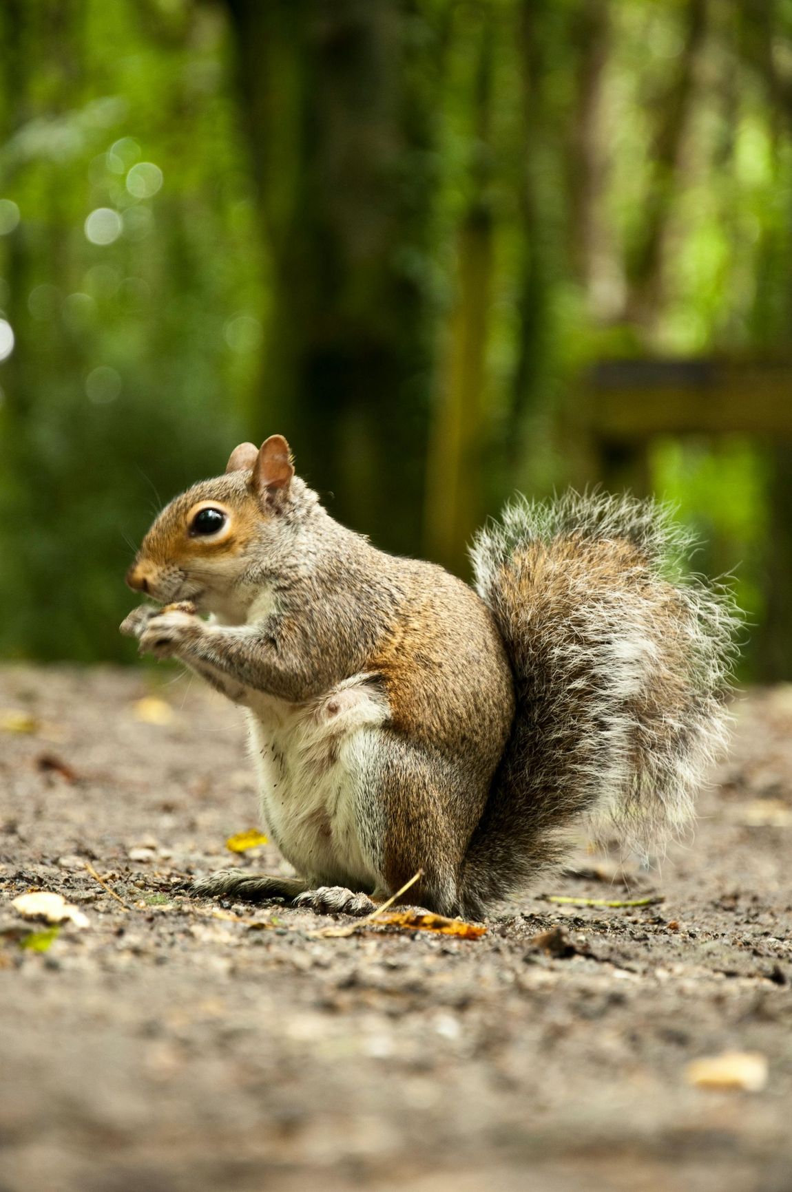 A squirrel is standing on its hind legs on the ground.