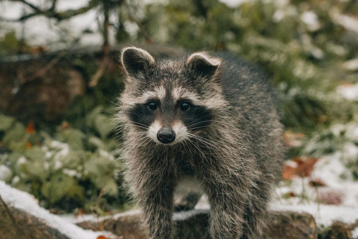 A raccoon is standing on a rock in the snow and looking at the camera.