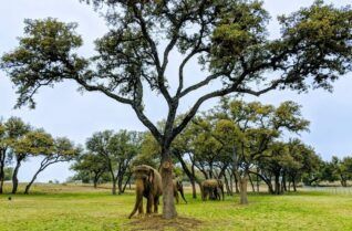 A herd of elephants standing under a tree in a field.