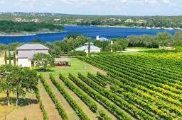 An aerial view of a vineyard with a lake in the background.