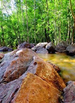 A river flowing through a lush green forest with rocks in the foreground.