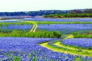 A dirt road winds through a field of blue flowers.