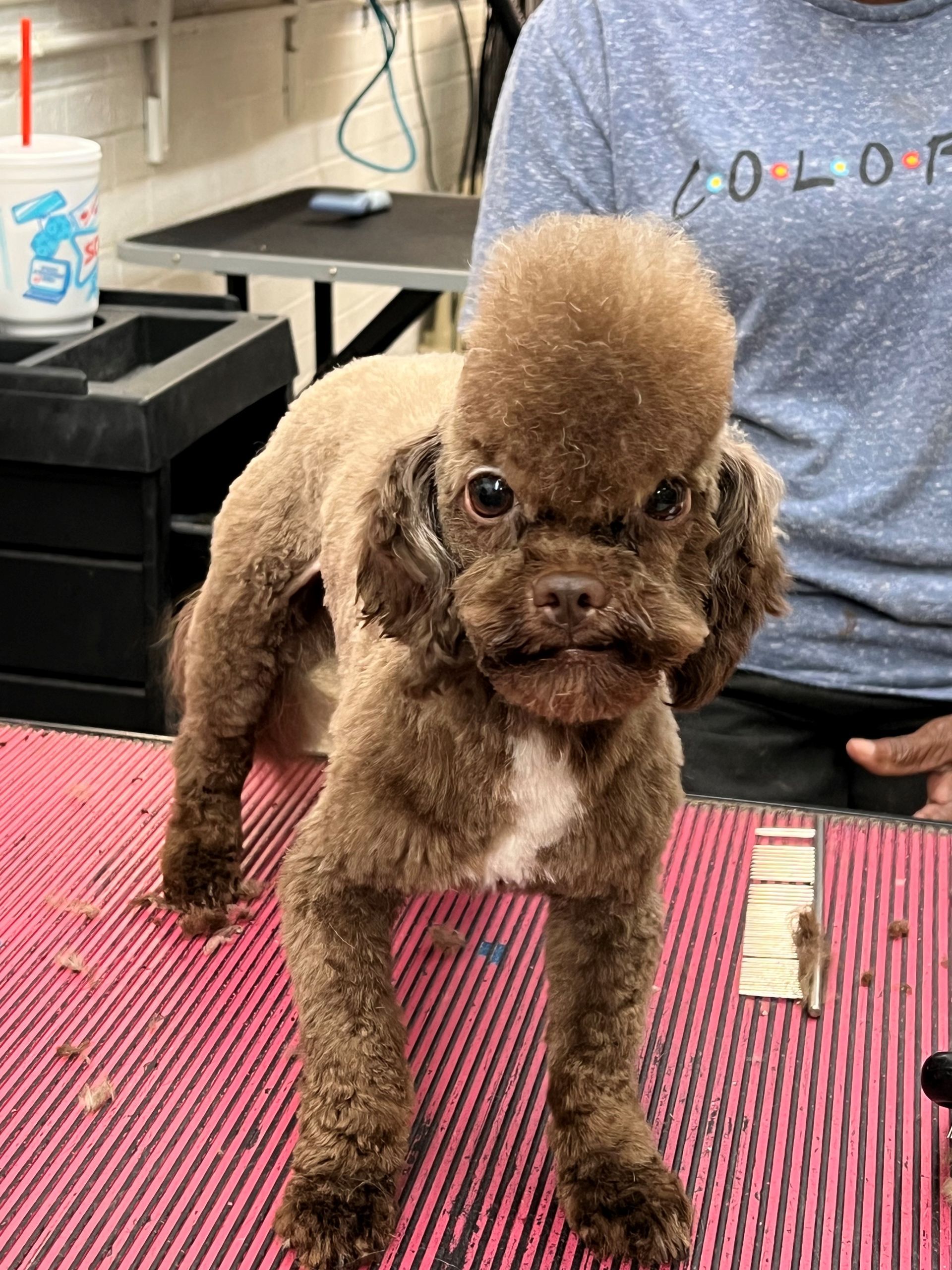 Newly Groom Dog — Shreveport, LA — Paradise Pet Grooming