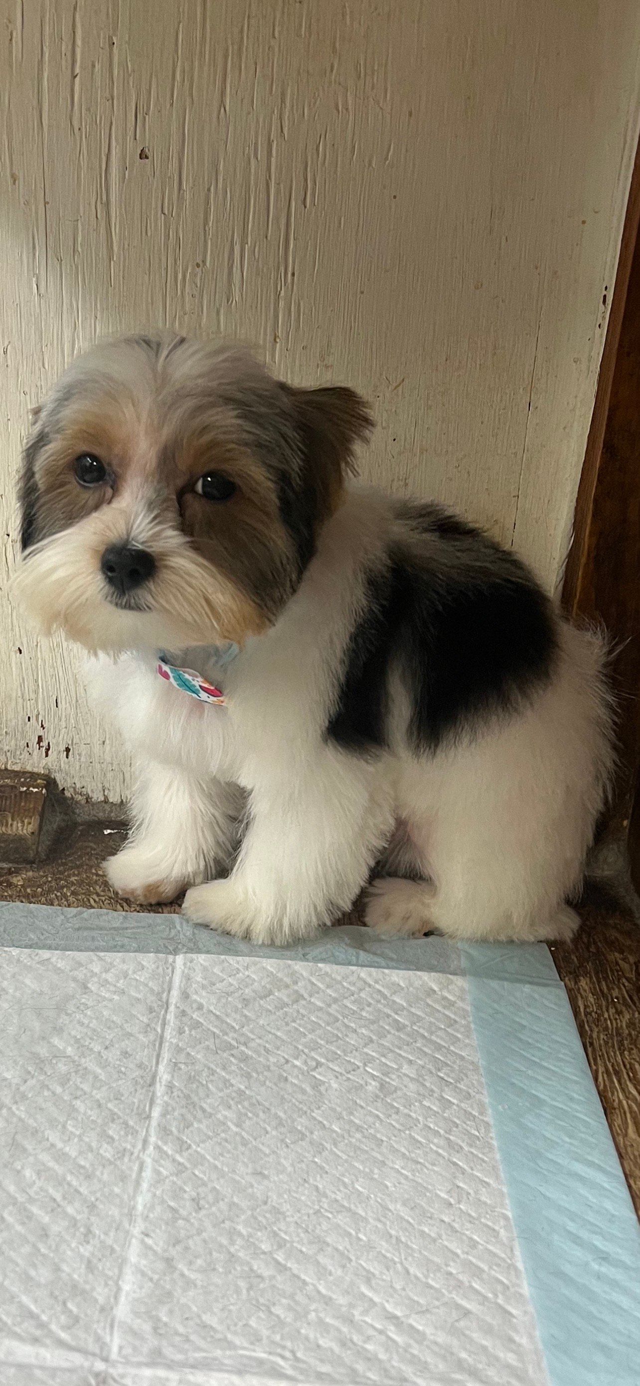 Beautiful Dog — Shreveport, LA — Paradise Pet Grooming