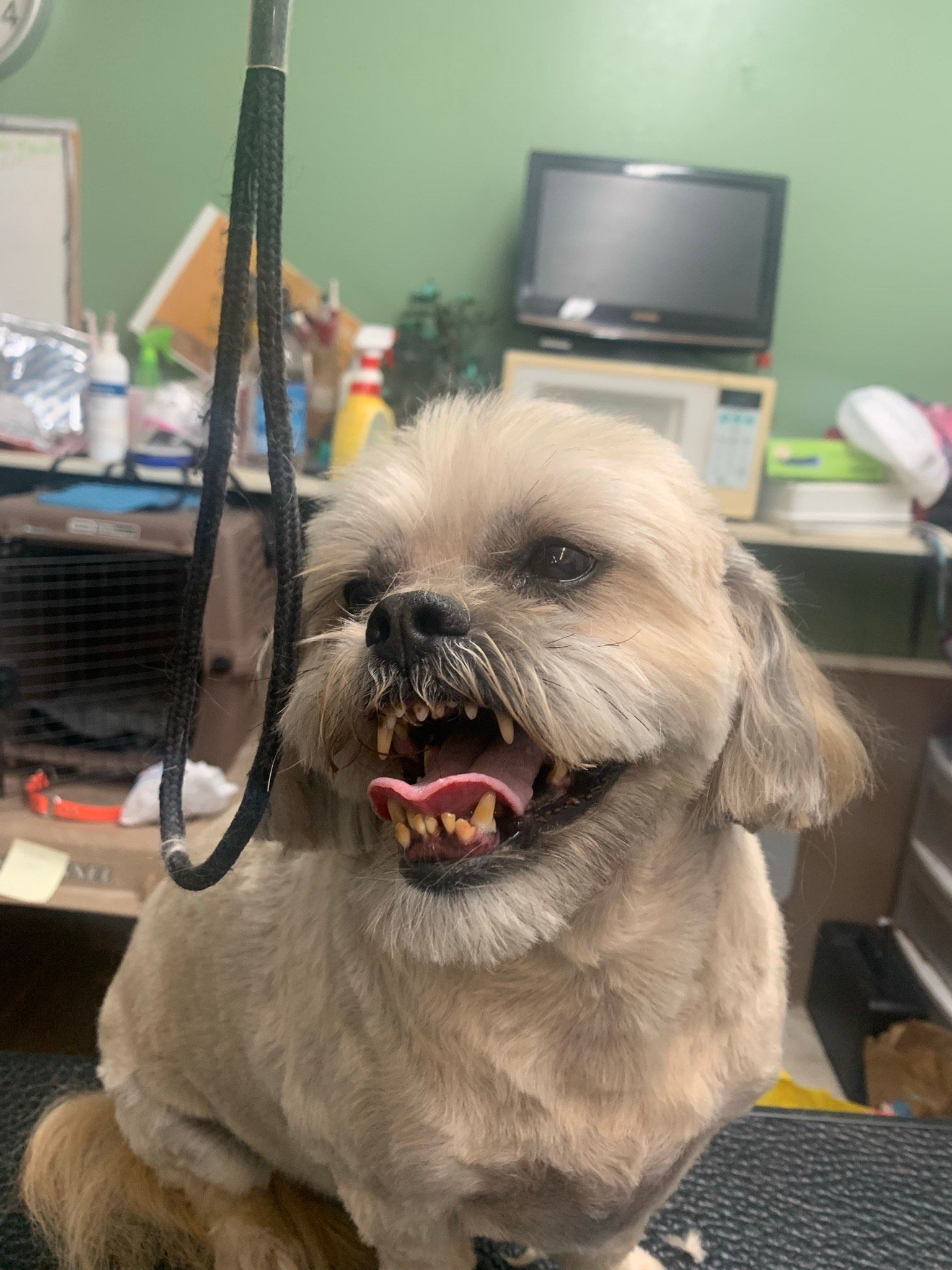Putting Leash on the Dog — Shreveport, LA — Paradise Pet Grooming
