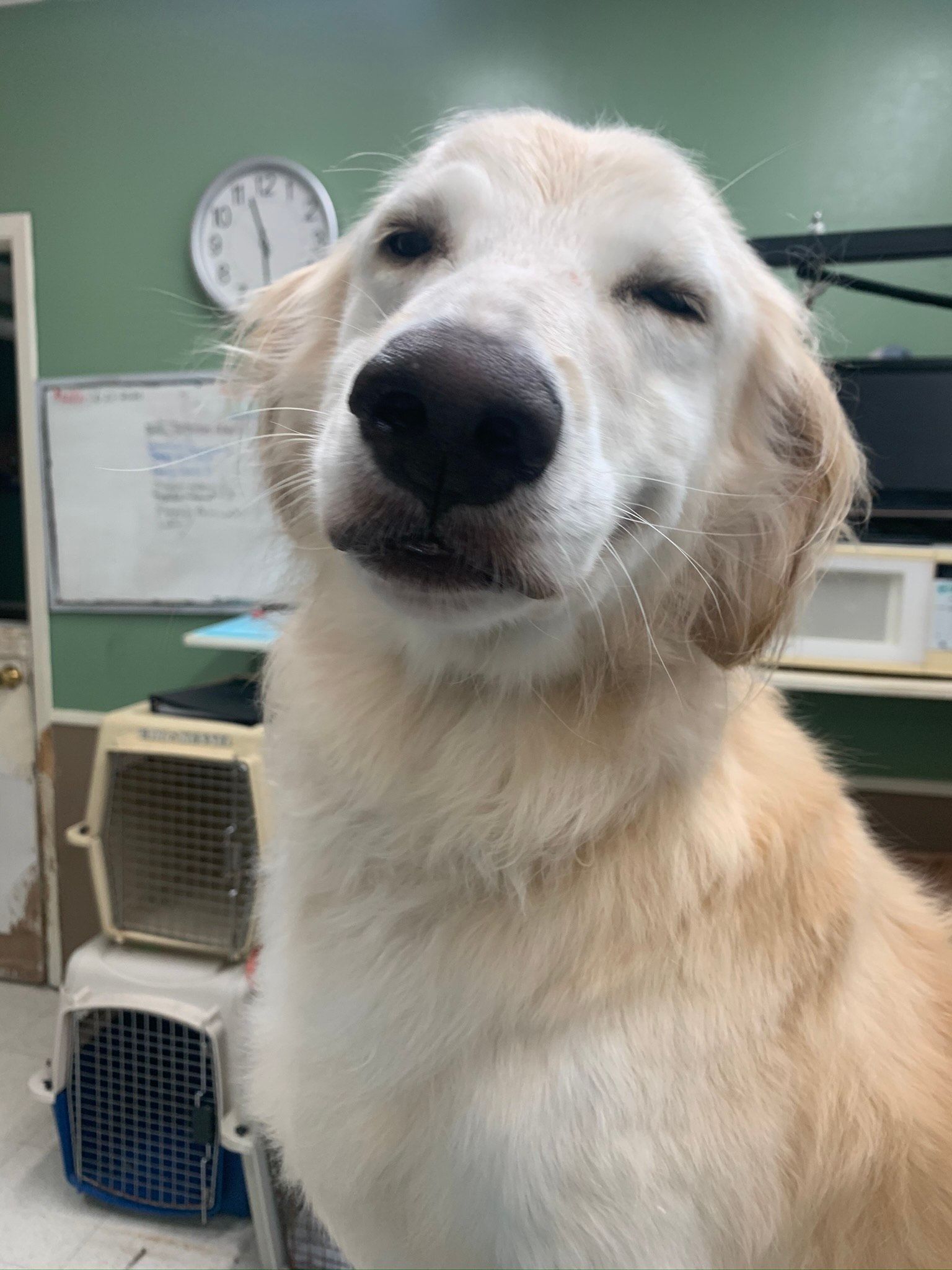 Golden Retriever Dog — Shreveport, LA — Paradise Pet Grooming