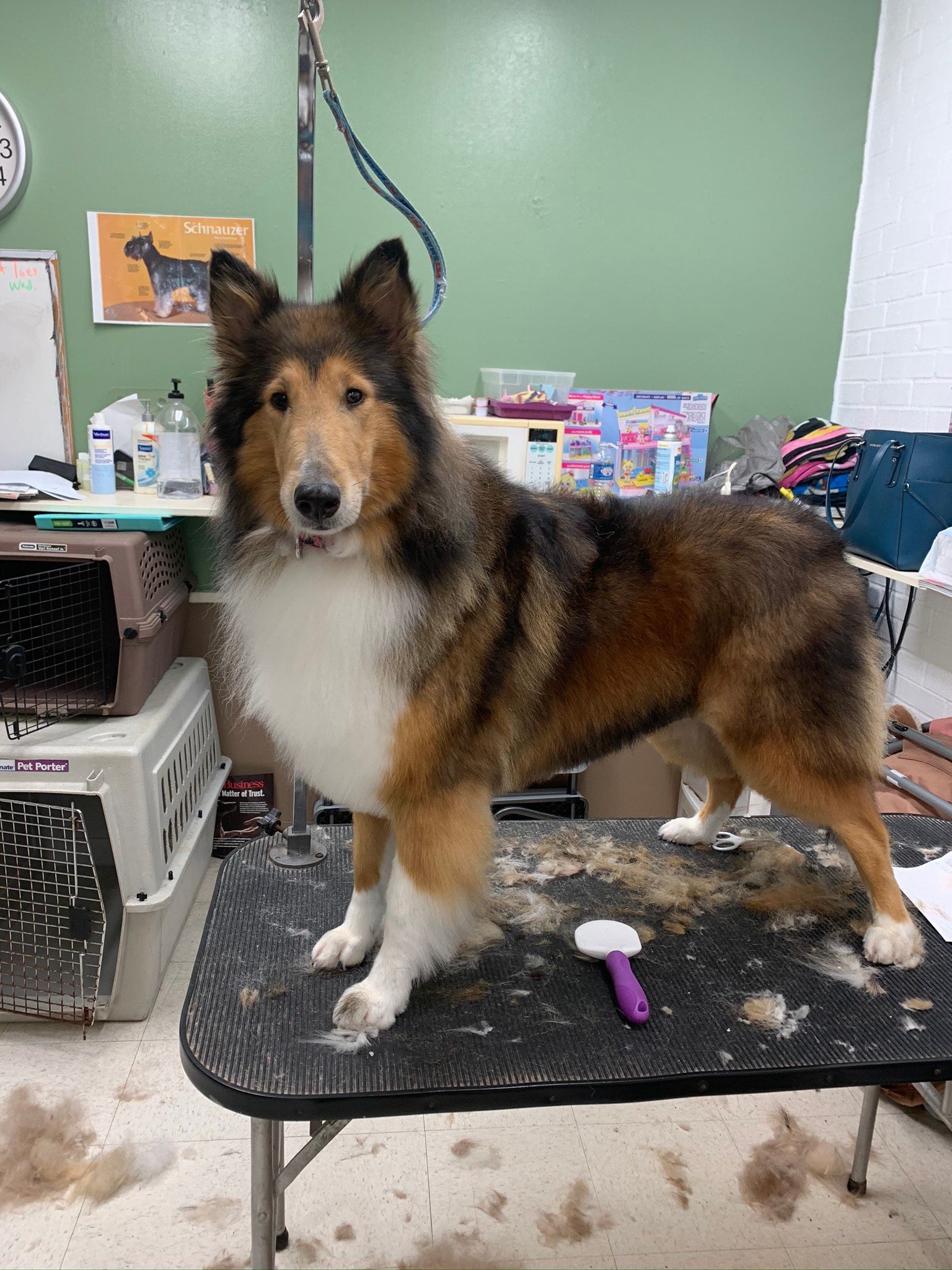 Rough Collie Dog — Shreveport, LA — Paradise Pet Grooming