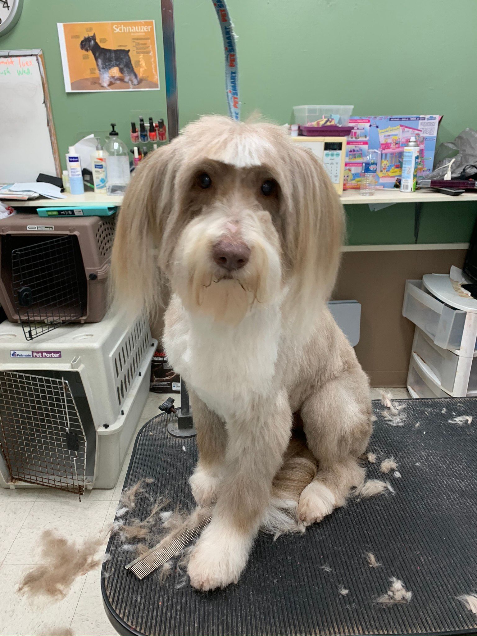 Bearded Collie — Shreveport, LA — Paradise Pet Grooming