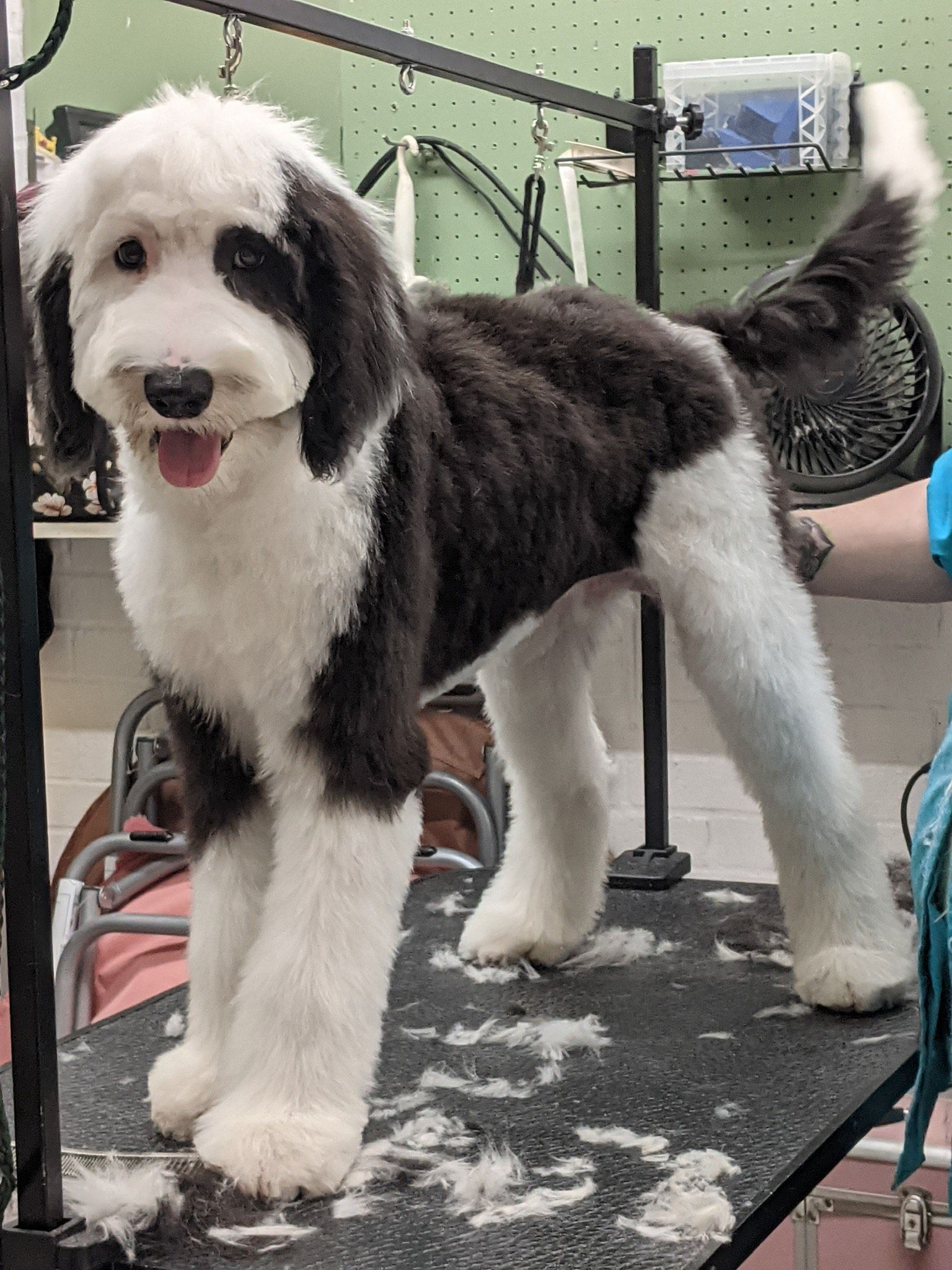 Sheepadoodle — Shreveport, LA — Paradise Pet Grooming