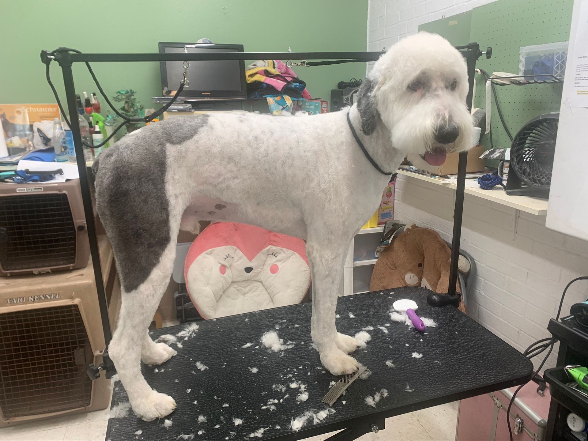 Newly Groom Sheepadoodle — Shreveport, LA — Paradise Pet Grooming