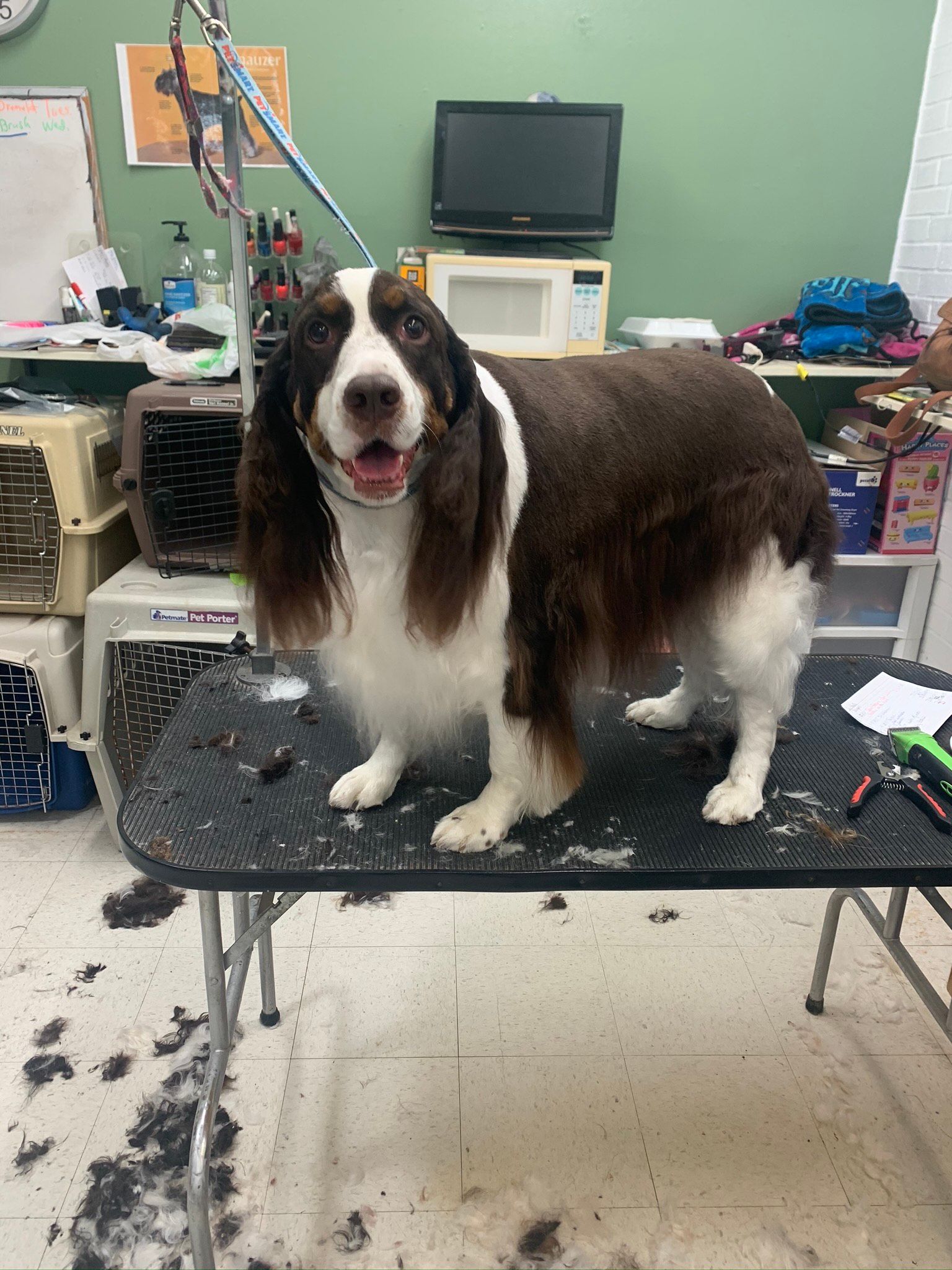 English Springer Spaniel Dog — Shreveport, LA — Paradise Pet Grooming