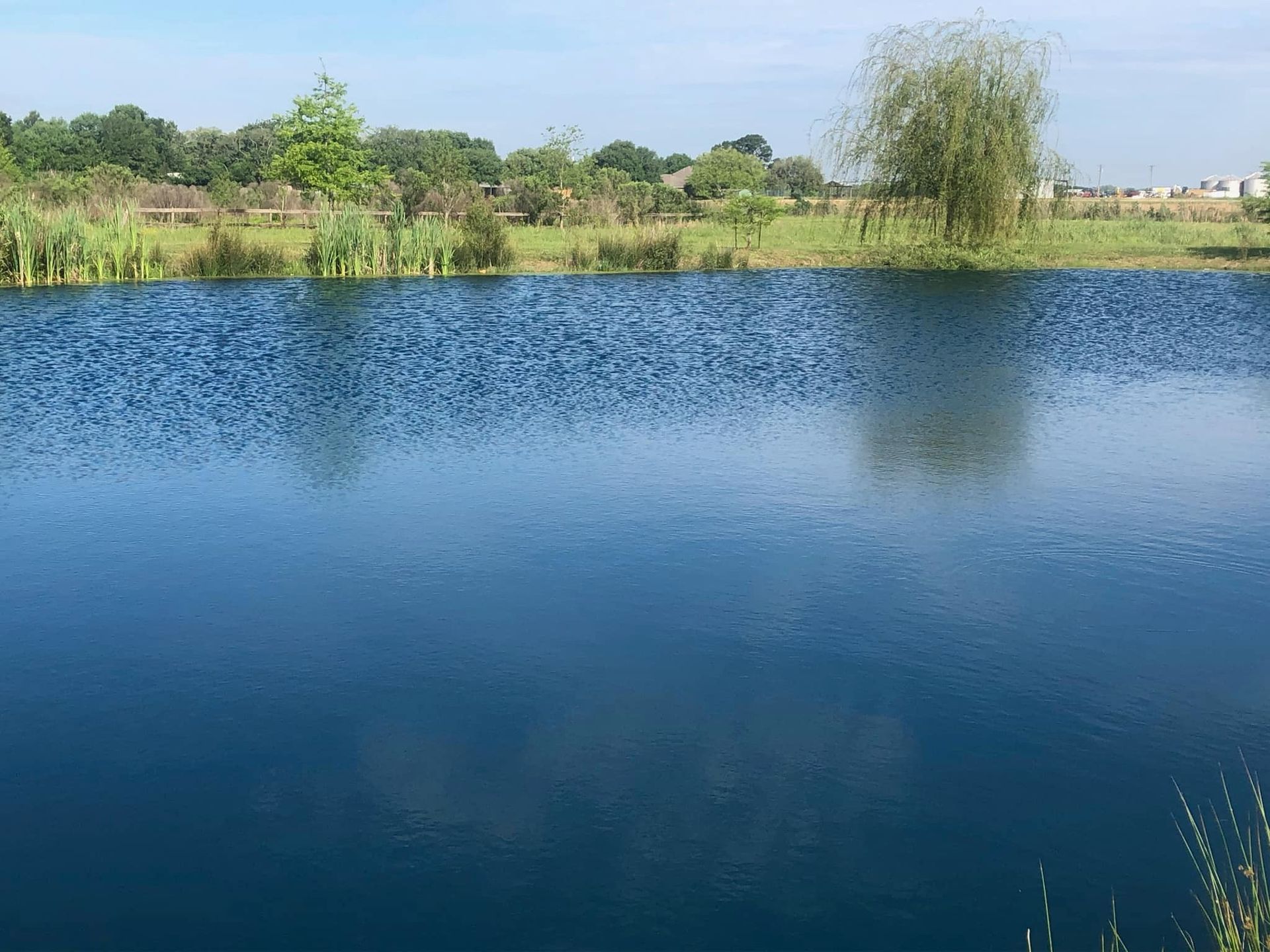 A large body of water surrounded by trees and grass on a sunny day.