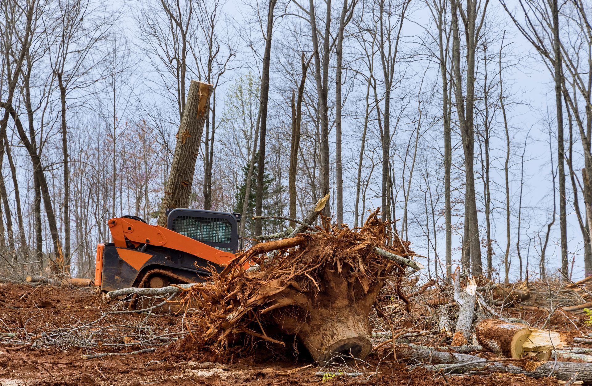 A bulldozer is cutting down trees in the woods.