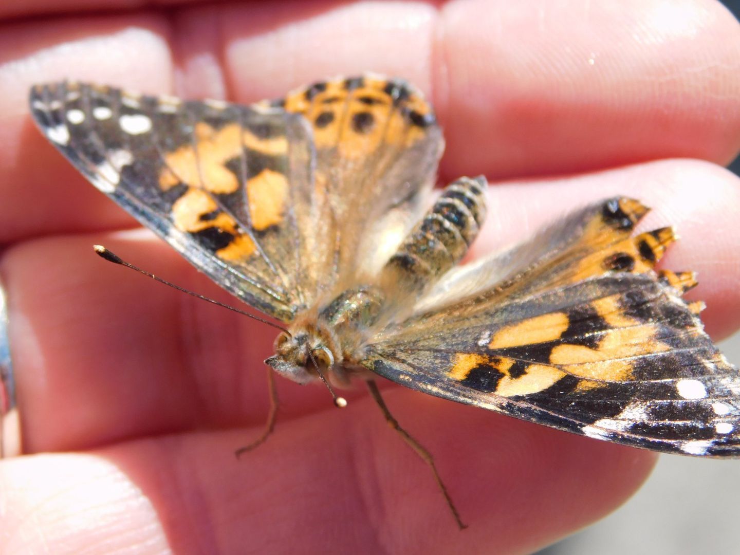 Butterfly with orange, black, and white markings resting on a hand