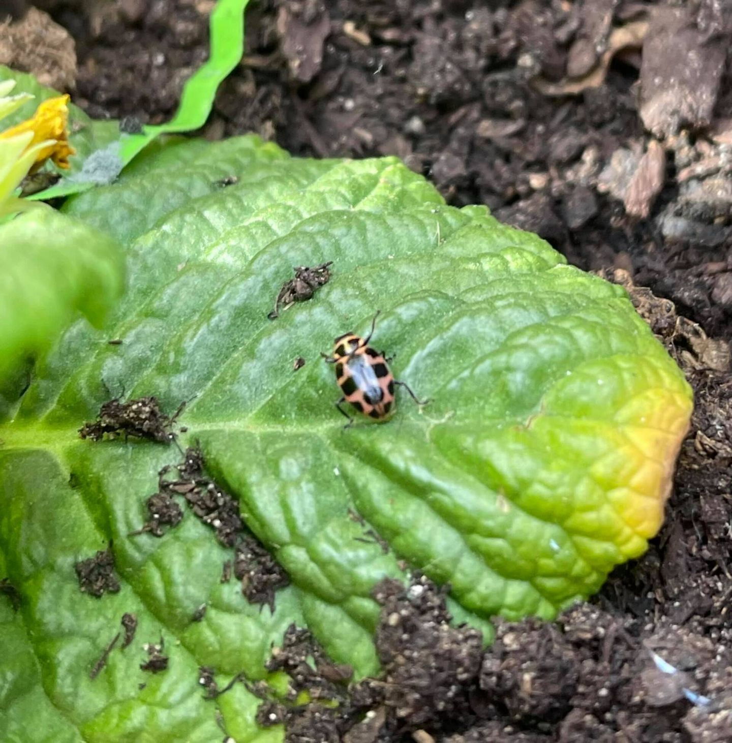 Beetle with orange and black spots on a green leaf with yellow edges, in soil