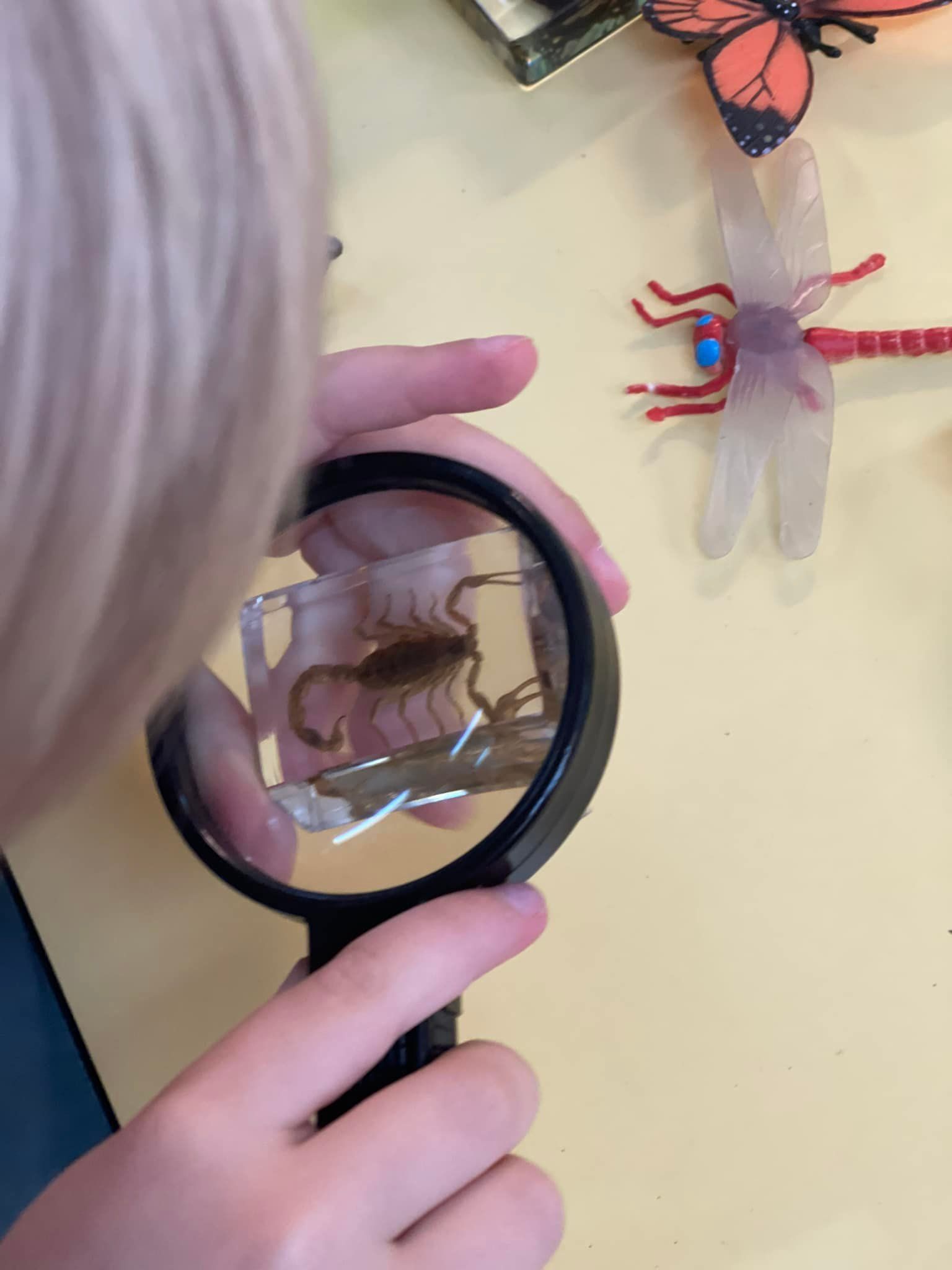 A child looks at a scorpion with a magnifying glass