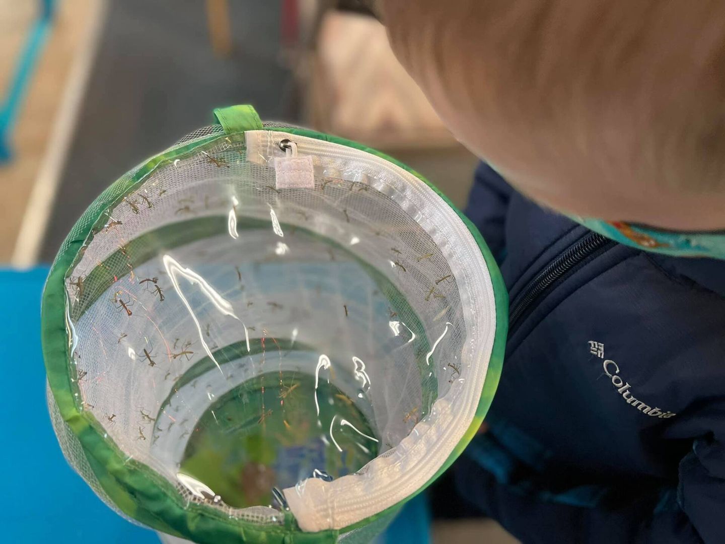 Person looking into a green mesh butterfly habitat