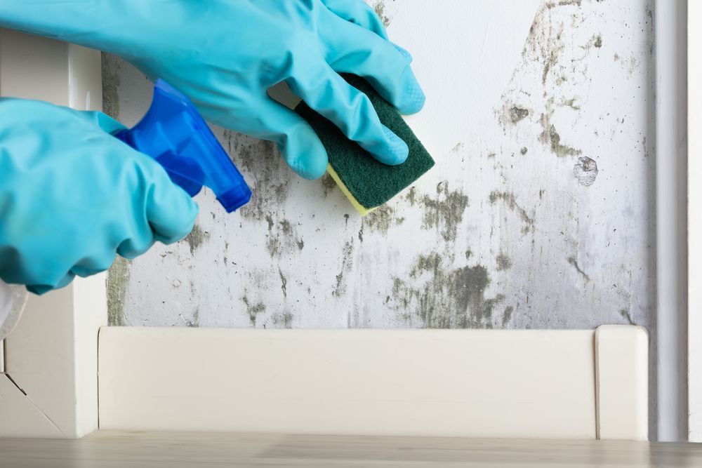 Mould Removal Services in Residential Home— Healthy Cleaning Solutions in Scotts Head, NSW