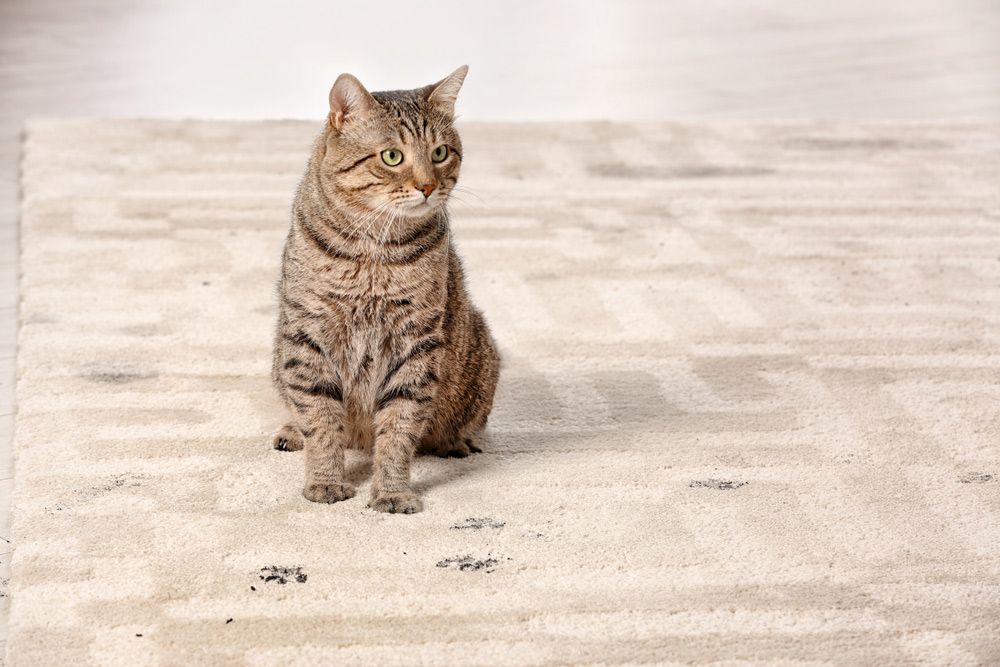 A Cat Is Sitting on A Rug and Looking at The Camera - Healthy Cleaning Solutions in Scotts Head, NSW