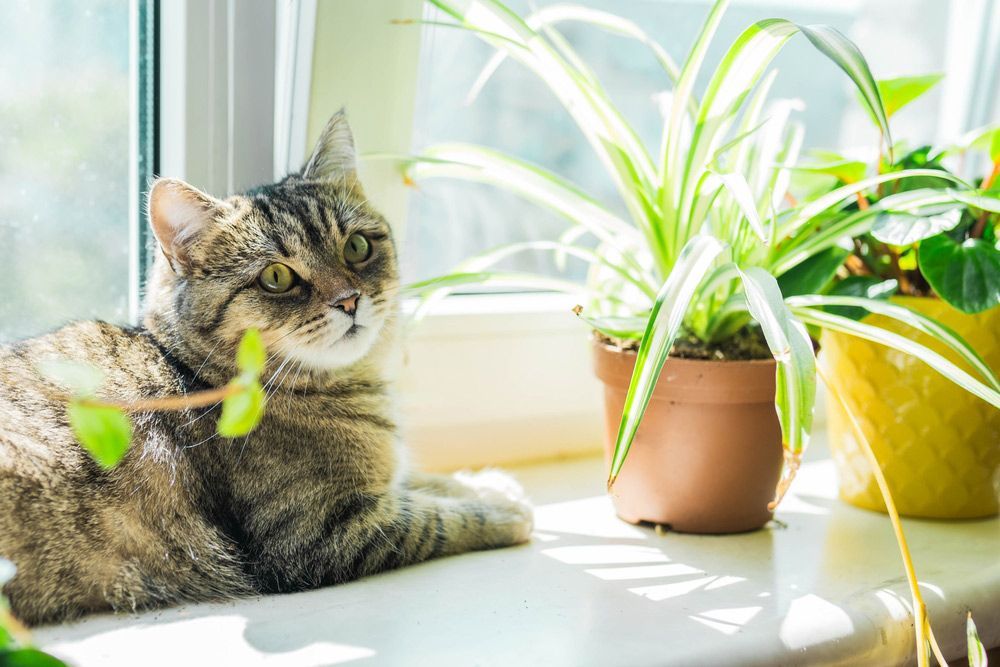 A Cat Is Sitting on A Window Sill Next to Potted Plants - Healthy Cleaning Solutions in Scotts Head, NSW