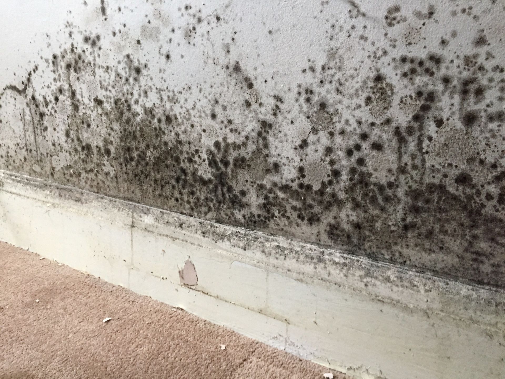 mold remediation waterloo