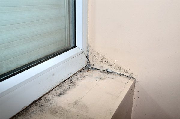 Mold Remediation Independence