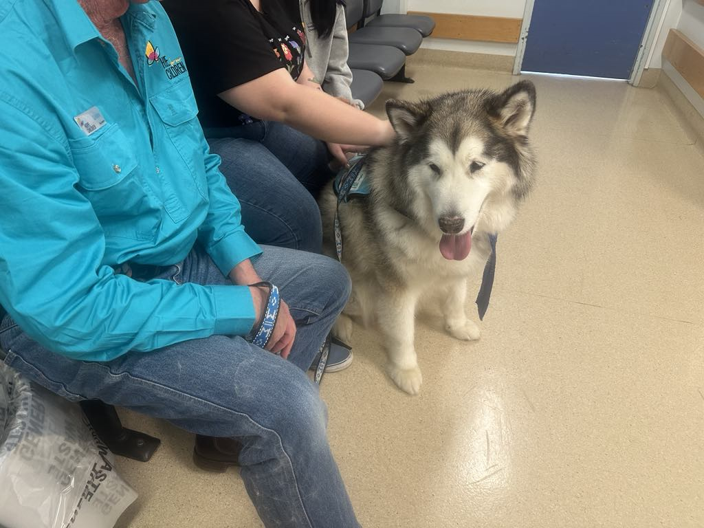 A husky dog is sitting next to a man and woman in a waiting room.